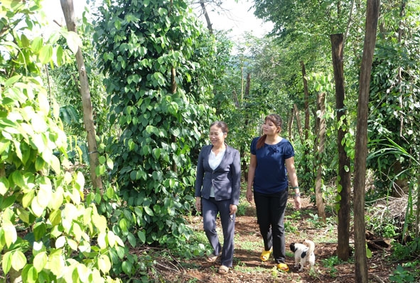 Vườn tiêu của gia đình chị Hà Thị Thành ở xã Cư Bao (một hộ vừa thoát nghèo năm 2017).    