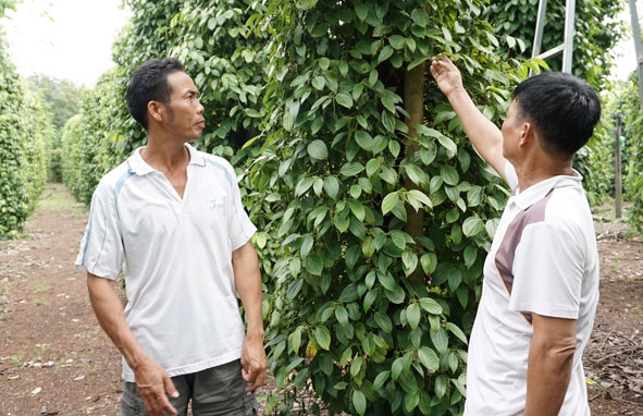 Anh Ngọc  Văn Học  (bìa trái)  trao đổi  kinh nghiệm về chăm sóc cây tiêu.