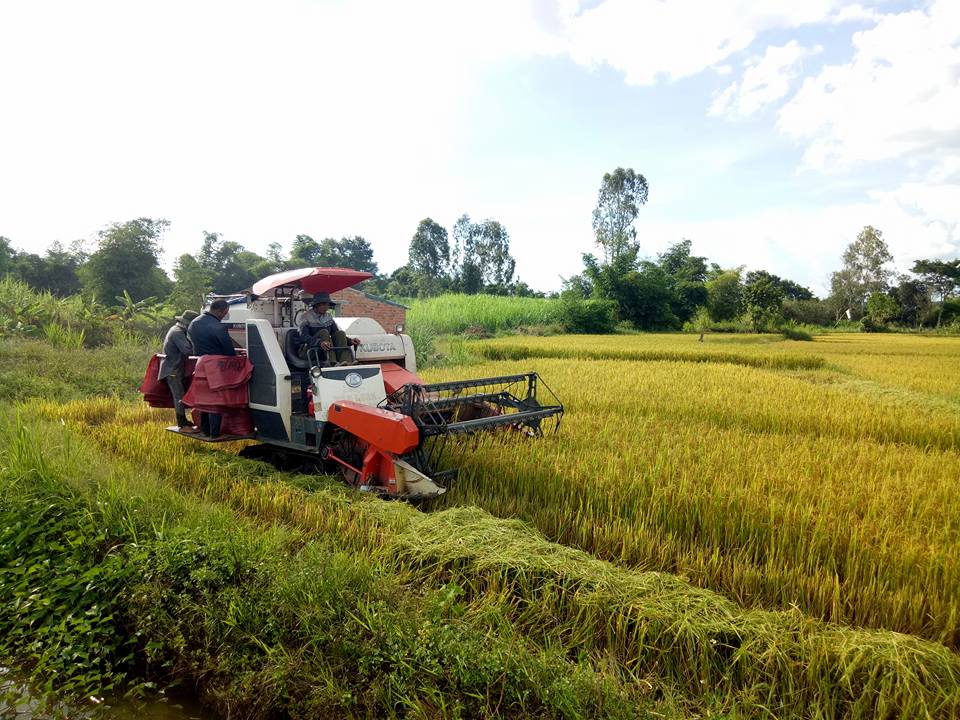 Nông dân buôn Hoang, xã Krông Jing (huyện M'Đrắk) thu hoạch lúa.