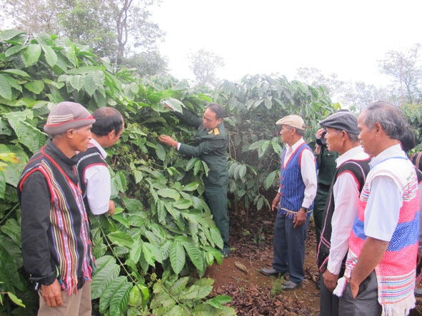 Cán bộ Khu KT – QP Cư M’gar trao đổi kinh nghệm tái canh cà phê với già làng các xã trong vùng dự án. 
