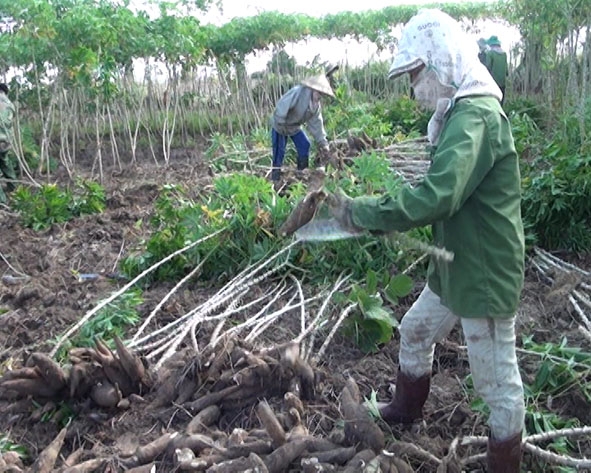 Gia đình anh Lê Đại Dương (thôn 6, thị trấn Ea Súp) đang thu hoạch sắn.