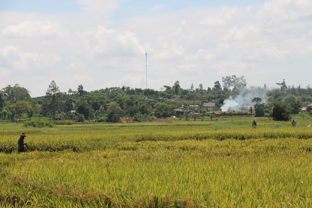 Nông dân huyện Krông Ana thu hoạch lúa vụ đông xuân 2016-2017