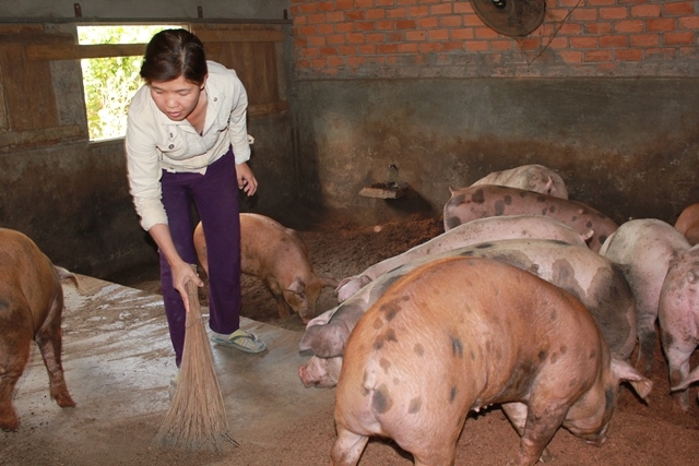 Chăn nuôi heo bằng đệm lót sinh học tại huyện Cư Kuin