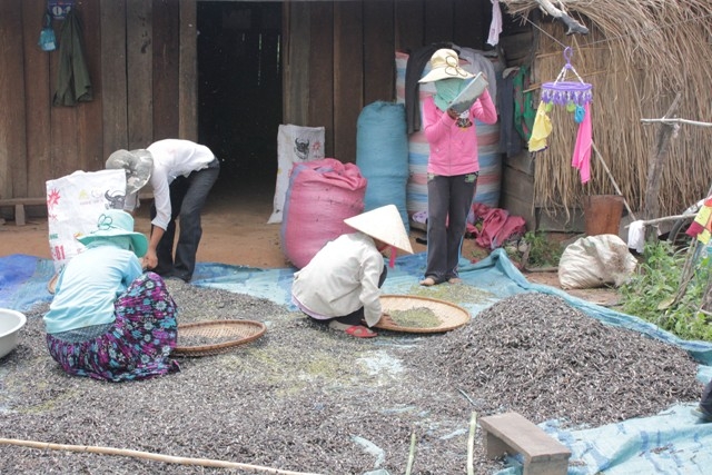 Thực trạng tảo hôn khiến cuộc sống của nhiều hộ dân ở làng Mông, xã Cư Kbang (huyện Ea Súp) càng thêm nghèo khó.