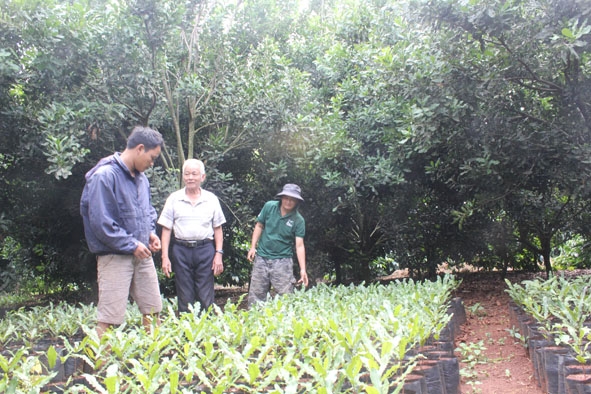 Một cơ sở nhân giống cây mắc ca tại huyện Krông Năng. 