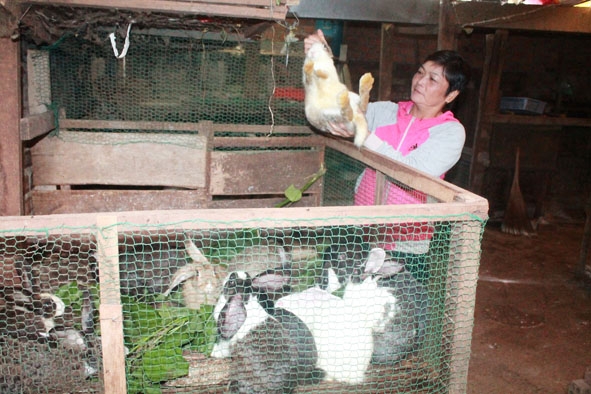 Mô hình nuôi thỏ của bà Nguyễn Thị Ngoan (xã Pơng Đrang).