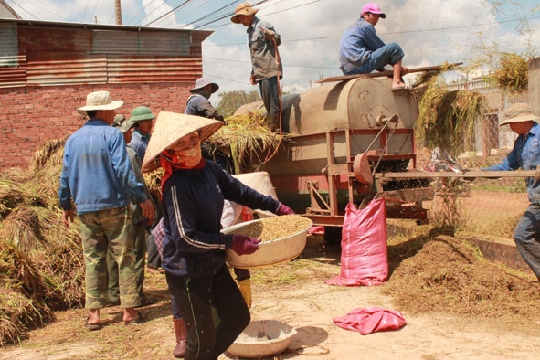 Nông dân  xã Ea Kmút áp dụng  cơ giới hóa trong thu hoạch lúa. 