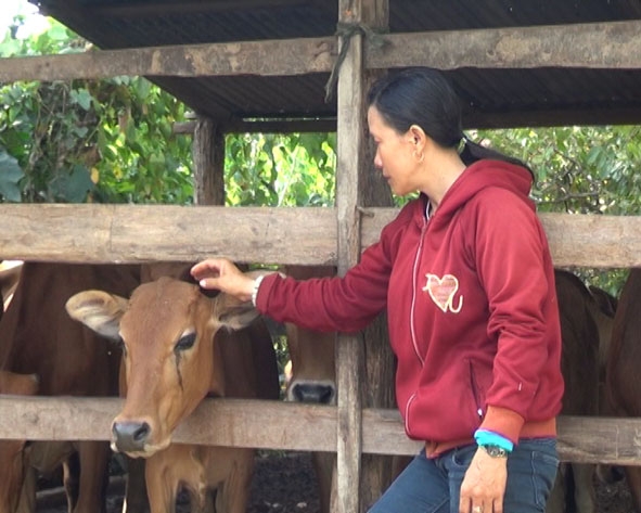 Chị Mã Thị Toan thoát nghèo nhờ mô hình chăn nuôi bò.