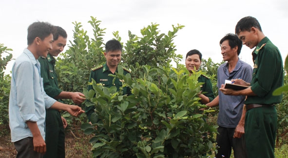Cán bộ Đồn Biên phòng Ea H'leo thăm vườn ổi của gia đình ông Nguyễn Văn Bửu.    