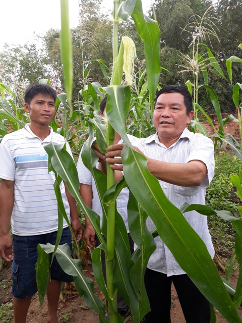 Ông Lò Văn Đấm (thứ nhất từ phải sang) hướng dân người dân trong thôn cách trồng ngô đạt hiệu quả cao.