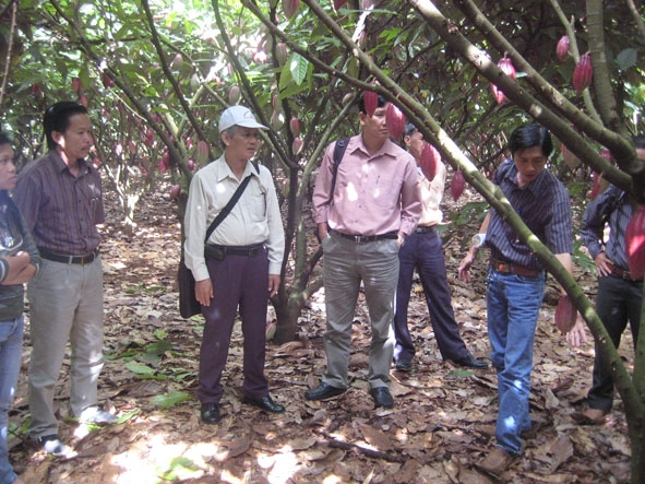 Các tổ chức, doanh nghiệp tham quan vườn ca cao trên địa bàn huyện  Ea Kar.