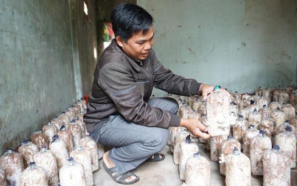 Nhờ mô hình trồng nấm mà gia đình anh Y Chinh có mức thu nhập ổn định hơn.