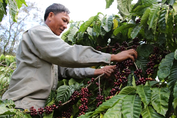 Người dân xã Cư Dliê Mnông thu hoạch cà phê đạt tỷ lệ chín trên 95%. 