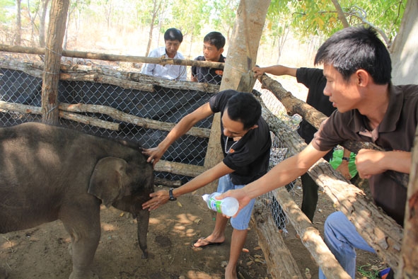 Nhân viên Trung tâm  bảo tồn voi  chăm sóc voi Gold. 