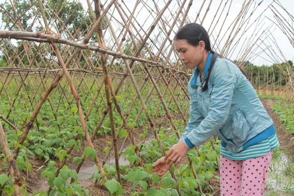 Người dân  xã Cư Ni chuyển đổi đất sình lầy sang trồng rau xanh hiệu quả. 