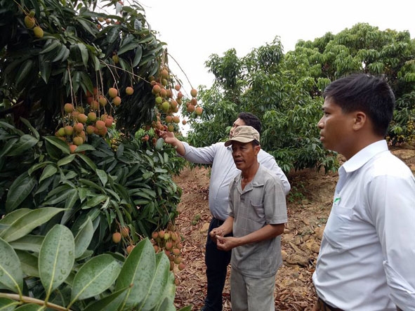 Gia đình ông Phạm Văn Nguyên (giữa) ở thôn 2, xã Ea Pil tự chuyển đổi 1,2 ha đất trồng cà phê, mía sang trồng vải.  