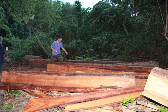 Một điểm tập kết gỗ lậu bị phát hiện vào tháng 11-2017 trên địa bàn huyện Ea H’leo. Ảnh: H.Nguyễn