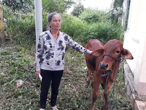 Bà Trần Thị Cân bên con bò được Hội CCB huyện Cư Kuin trao tặng.