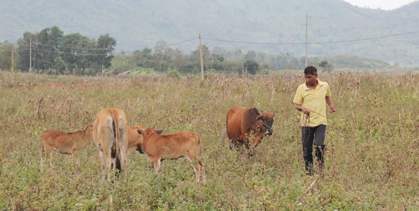 Đàn bò của gia đình anh Y Khễn Bdap sau 3 năm được nhận hỗ trợ bò.