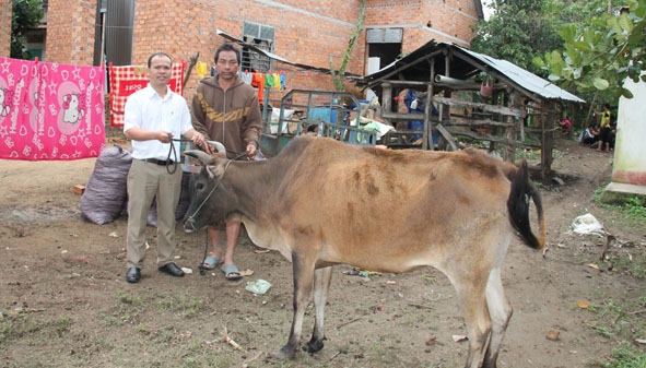 Ông Nguyễn Văn Dũng, Phó Phòng NN-PTNT huyện trao bò cho hộ nghèo ở buôn Cư Knao.