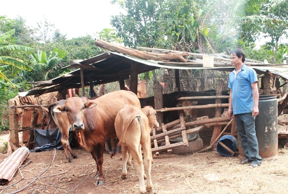 Đàn bò của gia đình ông Y Yum Êban được chăm sóc và phát triển tốt. 