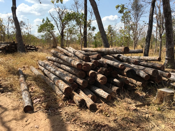 Bãi gỗ trái phép bị lực lượng chức năng phát hiện ở một cánh rừng của huyện Ea Súp. 