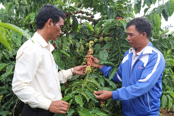 Ông Y Si Ksơr (phải) trao đổi với cán bộ khuyến nông của huyện về phương pháp tái canh cà phê đạt hiệu quả cao. 