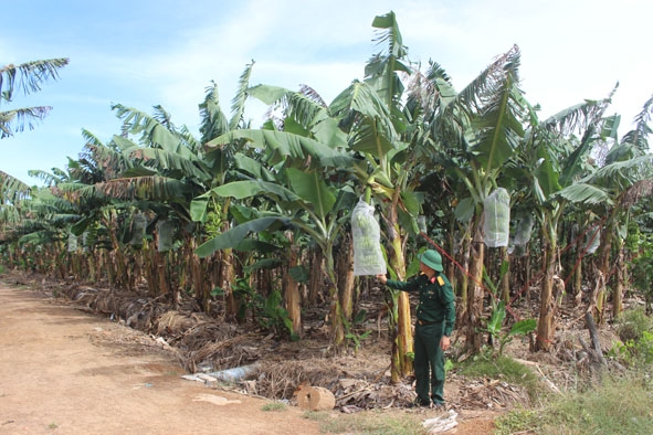 Dự án trồng chuối Nam Mỹ của Công ty Cổ phần Phát triển nông nghiệp công nghệ cao Toàn Thắng.