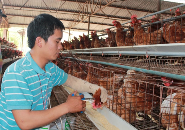 Tiêm  vắc xin  cho gà  ở một  trang trại nuôi gà  lấy trứng trên  địa bàn  TP. Buôn Ma Thuột.
