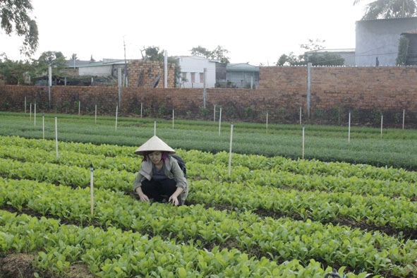Hệ thống tưới tự động của người dân trồng rau ở thị trấn Ea Pôk. 