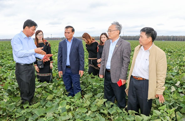   Bí thư Tỉnh ủy Êban Y Phu ( thứ 3 từ trái sang) tại khu đất thực hiện nông nghiệp công nghệ cao ở xã Ea Kpam. Ảnh: H. Gia