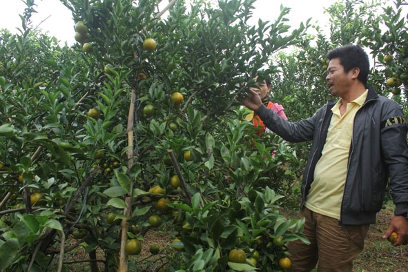 Mô hình trồng quýt giúp gia đình anh Đoàn Duy Hiếu ở thôn Tân Phú (xã Ea Nuôl)  nâng cao thu nhập. 