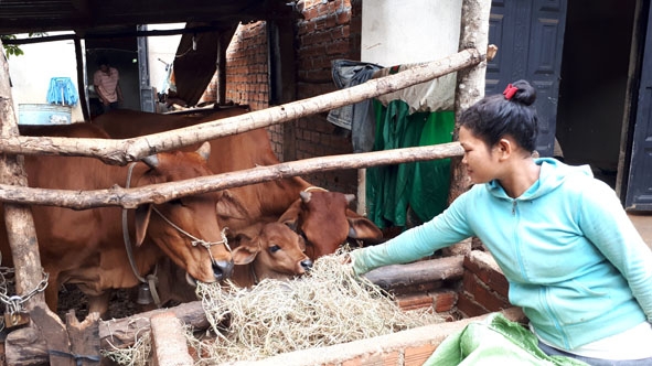 Từ nguồn hỗ trợ của Chương trình 167, gia đình chị H'Pơn Ênuôl ở buôn K'dun, xã Cư Êbur vừa xây dựng được nhà vừa mua bò phát triển chăn nuôi sản xuất.