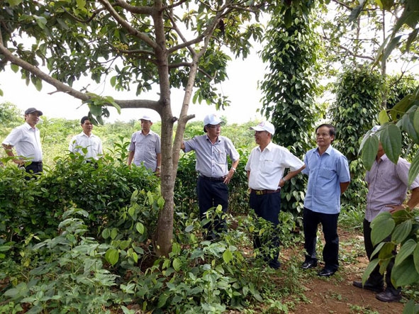 Đoàn công tác của Huyện ủy M’Đrắk kiểm tra hiệu quả nguồn vốn vay hỗ trợ nông dân tại xã Ea Lai