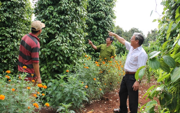 Vườn tiêu của thành viên Hợp tác xã Sản xuất dịch vụ nông nghiệp Thăng Tiến (Krông Pắc).