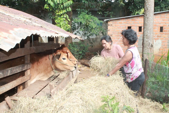 Đàn bò của gia đình chị H'Diuh Ktul (buôn Ky, phường Thành Nhất) được chăm sóc và sinh trưởng tốt. 