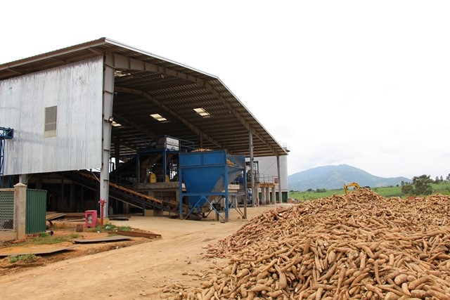 Một doanh nghiệp chế biến tinh bột sắn tại huyện M'Đrắk