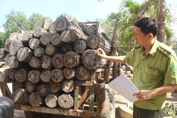 Một xe  vận chuyển gỗ trái phép bị Hạt  Kiểm lâm huyện  Ea Súp thu giữ. 
