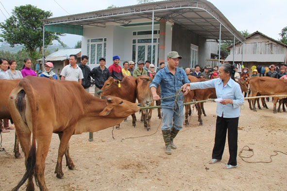 Hỗ trợ bò cho hộ nghèo phát triển sản xuất ở xã Dur Kmăl (huyện Krông Ana).
