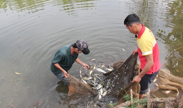 Mô hình hỗ trợ hộ nghèo phát triển thủy sản ở huyện Krông Ana.