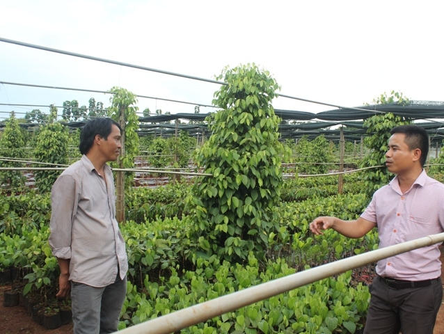 Mô hình sản xuất nông nghiệp mang lại hiệu quả kinh tế cao tại xã Ea Ral, huyện Ea H’leo.