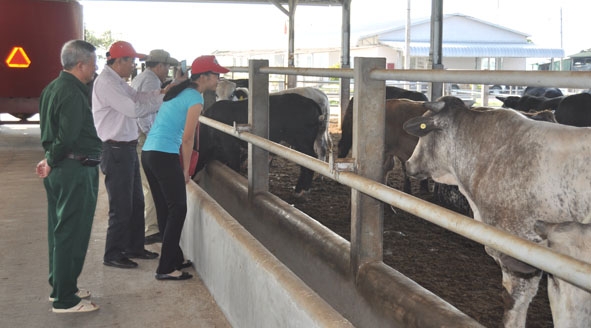 Trang trại chăn nuôi bò của Công ty TNHH Liên hợp công - nông nghiệp phát triển  bền vững Sao Đỏ tại huyện M’Đrắk. 