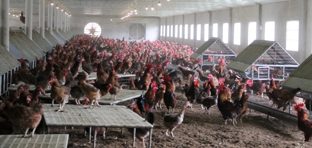 Trang trại nuôi gà tập trung trên địa bàn huyện Ea Kar.