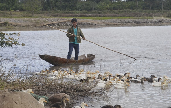 Anh Lưu Văn Dũng tận dụng diện tích mặt nước để nuôi cá, thả vịt.