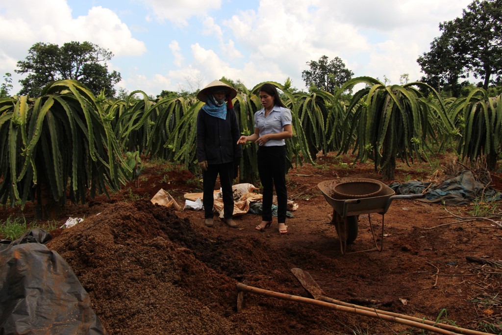 Cán bộ khuyến nông TP. Buôn  Ma Thuột hướng dẫn nông dân  xã Cư Êbur cách ủ phân hữu cơ. 