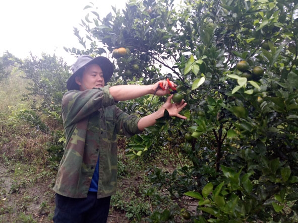 Nông dân xã Cư San (huyện M’Đrắk) trồng quýt đường.