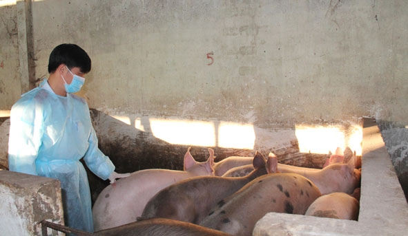 Đoàn kiểm tra của Chi cục Chăn nuôi và Thú y kiểm tra các cơ sở giết mổ gia súc tập trung trên địa bàn huyện Krông Năng.