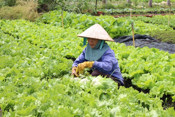 Vườn rau xà lách của gia đình chị Trần Thị Hương (phường Tân Hòa, TP. Buôn Ma Thuột) đang trong những ngày thu rộ.  