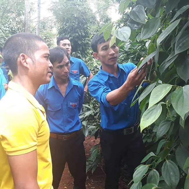 Anh Nguyễn Văn Hiếu (ngoài cùng bên phải) giới thiệu mô hình trồng tiêu của gia đình cho đoàn viên,  thanh niên đến tham quan, học hỏi. 