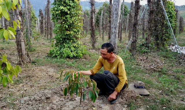 Gia đình ông Đỗ Văn Hoành (thôn 1) chuyển đổi trồng sầu riêng trên diện tích hồ tiêu bị chết.  